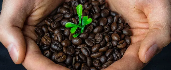 Alles wat u moet weten over biologische koffie cover image