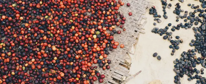 Koffieverspilling verminderen met Cascara-koffie cover image