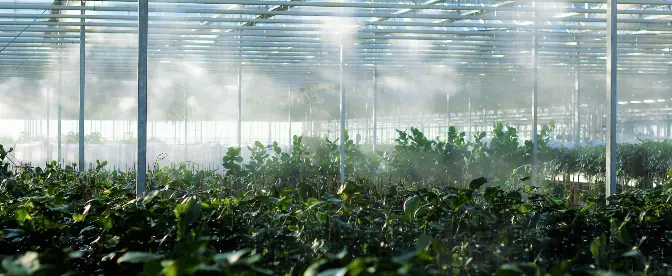 Growing Coffee in a Greenhouse: A Comprehensive Guide  cover image