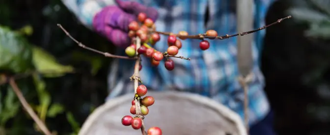 Cómo los caficultores pueden enfrentar el cambio climático de manera responsable cover image