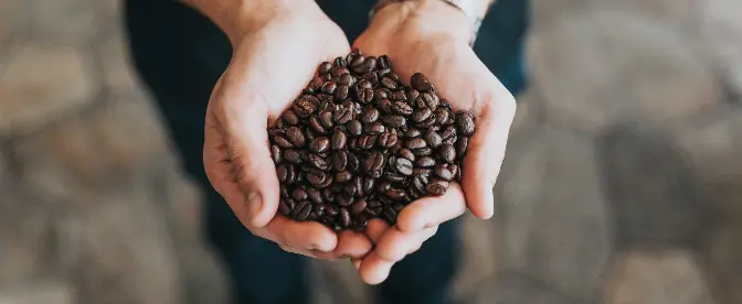 Melhor revisão de grãos de café descafeinado cover image