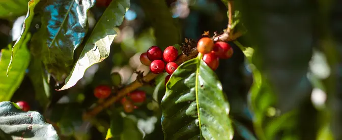 Benefici ecologici del caffè coltivato allombra cover image