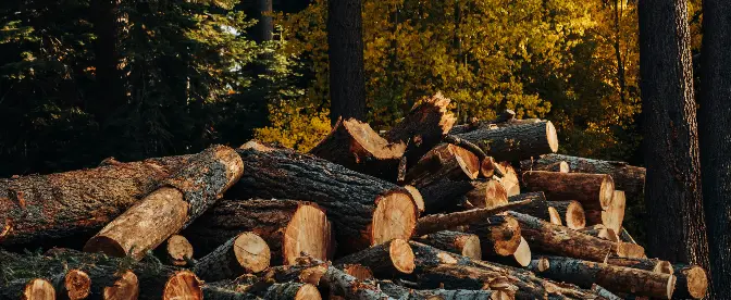 A Quick Guide to EUDR and Timber cover image