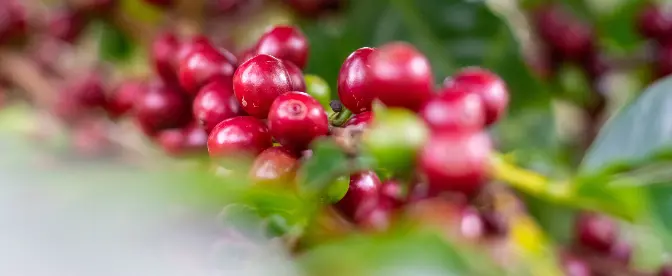 O que é a cereja  do café e você pode comê-lo? cover image