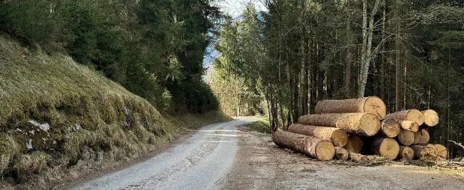 Due Diligence: Challenges and Opportunities for Timber Compliance with EUDR cover image