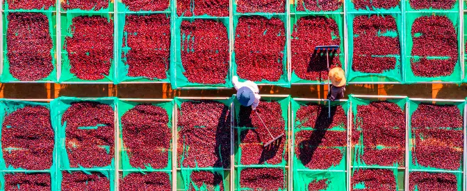 Adding Value Beyond Quality: How Data Boosts Agricultural Commodities cover image