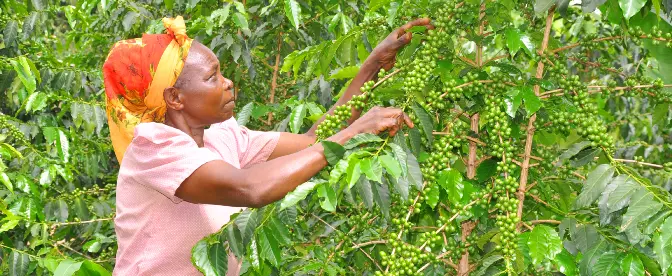 Gender and Coffee: Bridging the Gap cover image