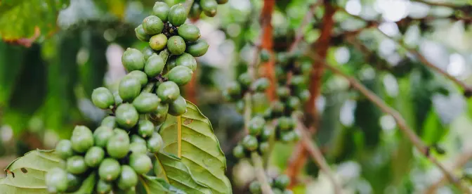 Hvordan kaffebønder håndterer klimaændringer cover image