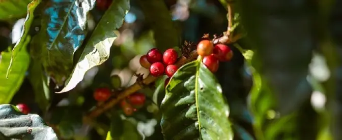 ¿Qué es el café de especialidad y cómo se clasifica? cover image