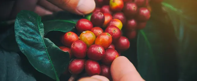 Blockchain Technology Powers Coffee Cocoa cover image