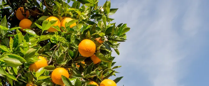 café y jugo de naranja cover image