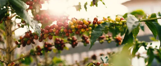 O que é extrato de frutas de café? cover image