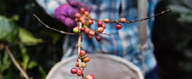 Seguimiento de la huella de carbono del café desde el grano hasta la taza cover image