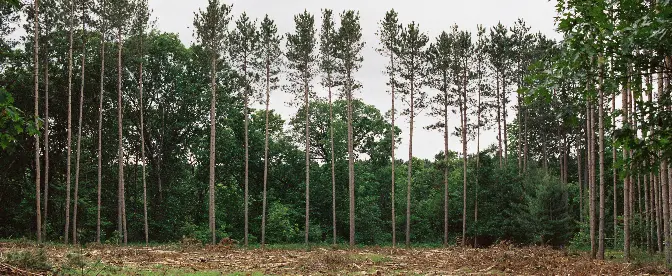 Potentiële uitdagingen en zorgen met betrekking tot de implementatie van EUDR cover image