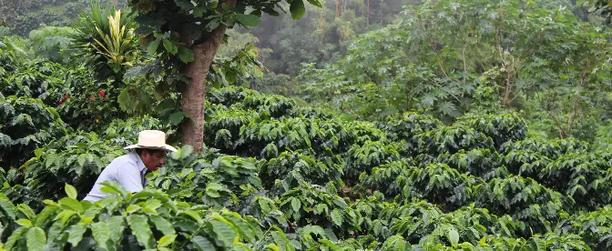 San Antonio Chicharras: Reshaping Mexican Specialty Coffee cover image