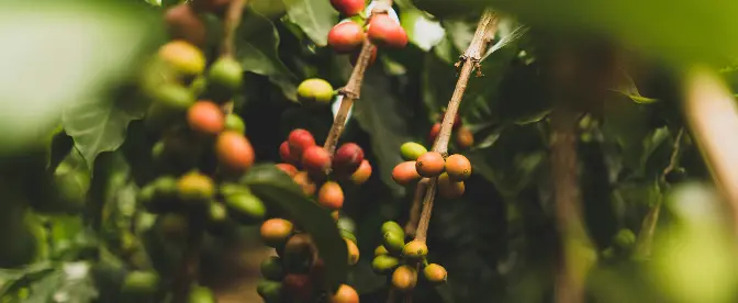 Kreislaufwirtschaft im Kaffee: Innovative Ansätze für eine nachhaltige Zukunft cover image