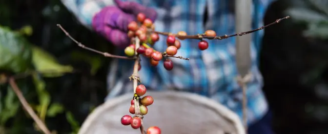 Tracing the Carbon Footprint of Coffee from Bean to Cup cover image