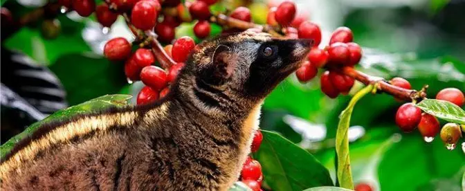 Kopi Luwak: Grymheten bakom världens dyraste kaffe cover image