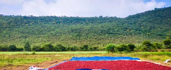 Innovación en el cultivo de café: prácticas para cumplir con el EUDR cover image