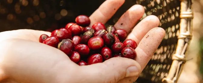 Det sammankopplade förhållandet mellan kaffe och klimatförändringar cover image