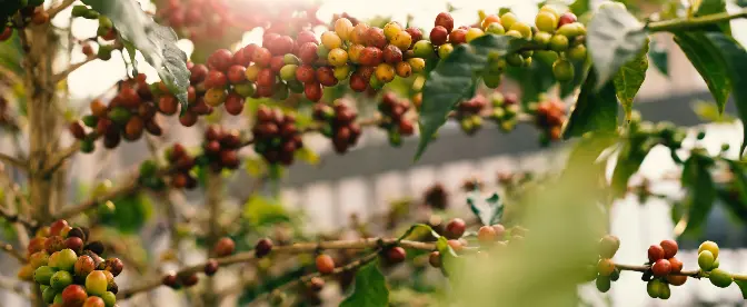 Der komplexe Zusammenhang zwischen Kaffee und Bodengesundheit cover image