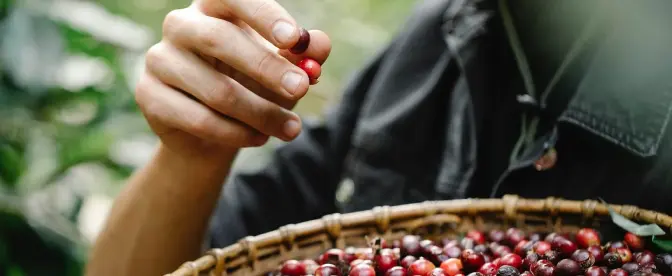 So bereiten Sie authentischen südindischen Filterkaffee zu cover image