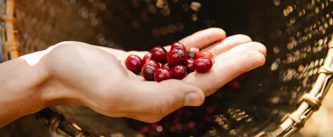 Högt koffeinkaffe för riktiga koffeinfans cover image