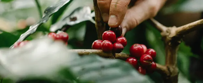 Coffee Growth Cycle cover image