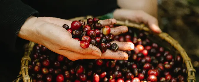 Duurzame oogstkoffie: ondersteuning van boeren en het milieu cover image