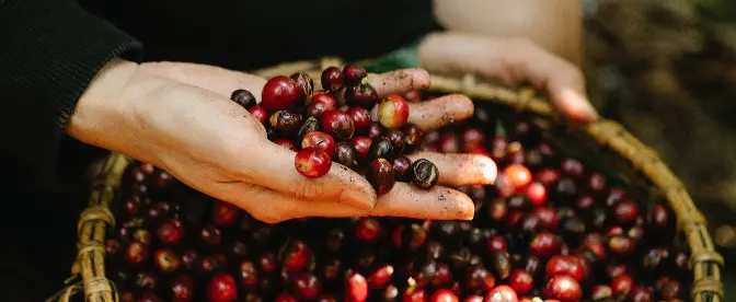 Café de Cosecha Sostenible: Apoyando a los Agricultores y al Medio Ambiente cover image